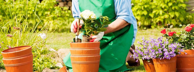 Como reanimar plantas