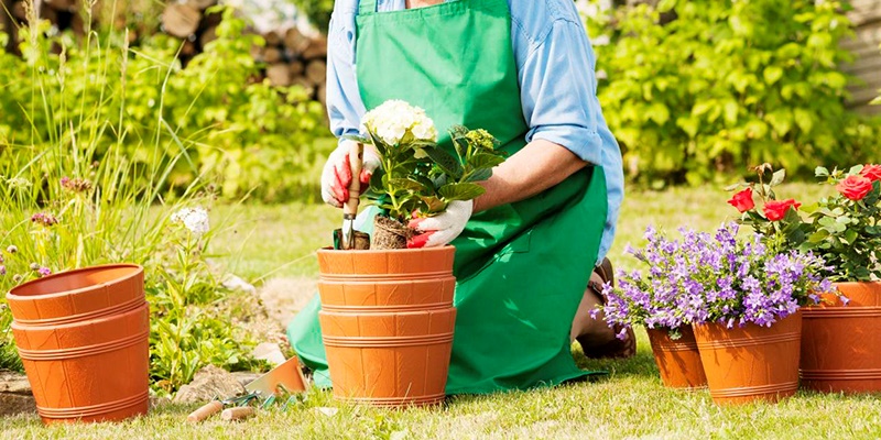 Como reanimar plantas